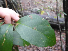 Mallotus claoxyloides