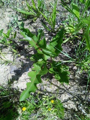 Silphium compositum compositum