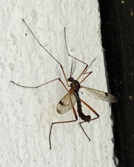 Dictenidia bimaculata