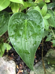 Alocasia cucullata
