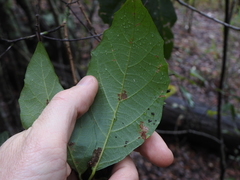 Mallotus claoxyloides