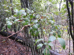 Mallotus claoxyloides