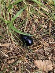 Trypocopris vernalis