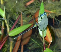 Pseudagrion australasiae