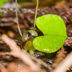 Corybas trilobus