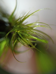 Dicranoloma robustum