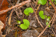 Corybas trilobus