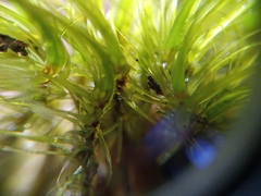 Dicranoloma robustum