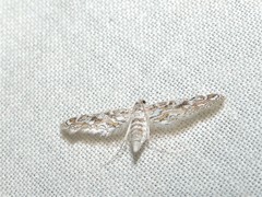 Parapoynx fluctuosalis