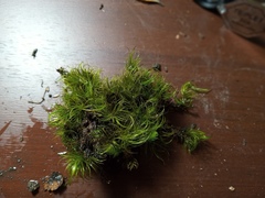 Dicranoloma robustum