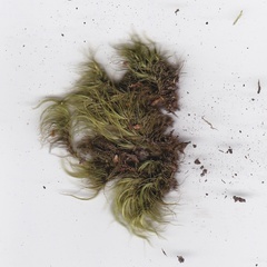 Dicranoloma robustum