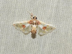 Leucinodes orbonalis