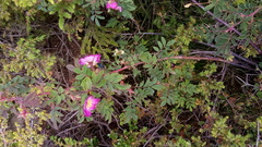 Rosa pendulina