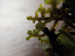 Frullania falciloba