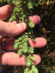 Cliffortia polygonifolia