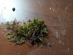 Frullania falciloba