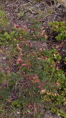 Rosa pendulina