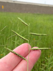 Paspalum denticulatum
