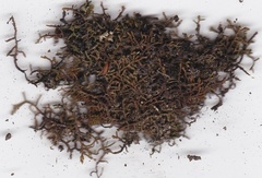 Frullania falciloba