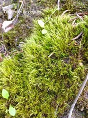 Flexitrichum flexicaule