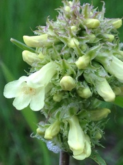 Penstemon confertus