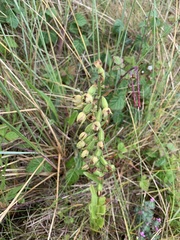 Epipactis dunensis