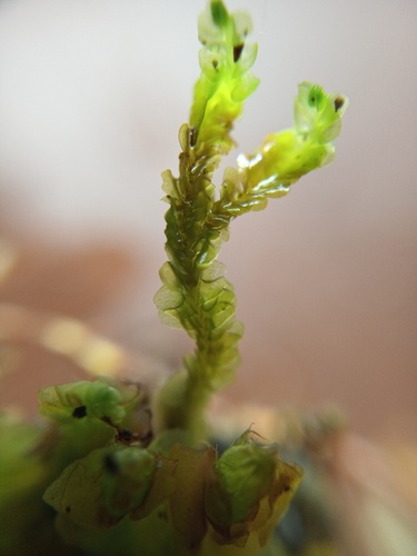 Cuspidatula kirkii