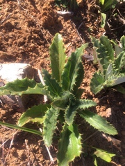 Berkheya armata