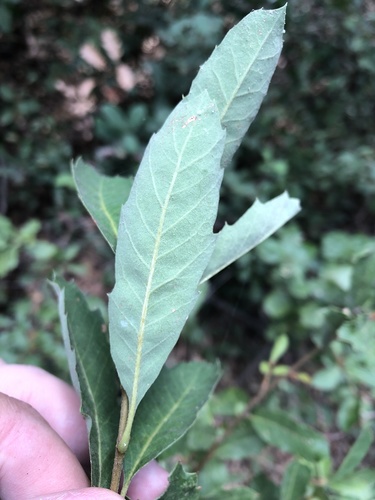 Quercus berberidifolia × engelmannii