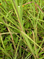 Paspalum denticulatum