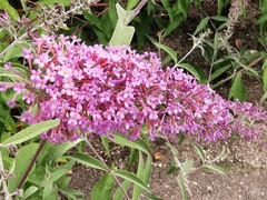 Buddleja davidii