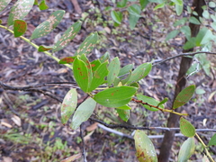 Acacia complanata
