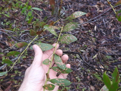 Acacia complanata