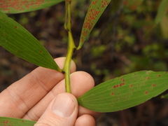 Acacia complanata