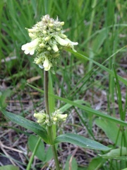 Penstemon confertus
