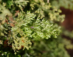 Hymenophyllum australe
