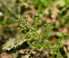 Hymenophyllum australe