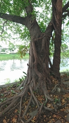 Ficus microcarpa microcarpa