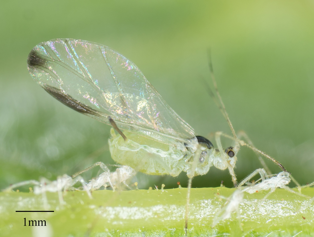Illinoia rubicola