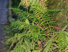 Asplenium gracillimum