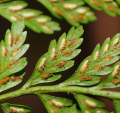 Asplenium gracillimum