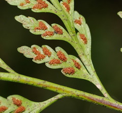 Asplenium gracillimum