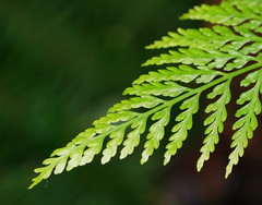 Asplenium gracillimum