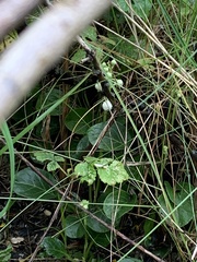 Pyrola rotundifolia maritima