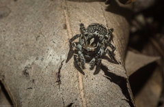 Saitis virgatus