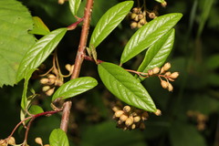 Cotoneaster salicifolius