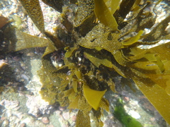 Dictyota kunthii