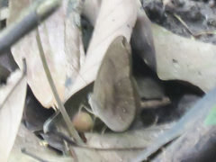 Faunis canens arcesilas