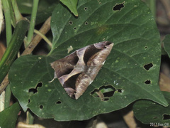 Bastilla arcuata
