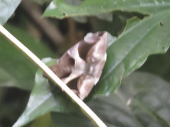 Bastilla arcuata